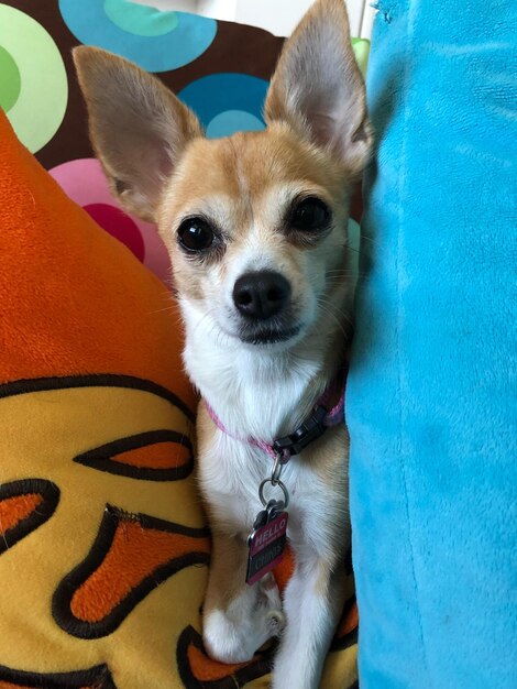 High angle portrait of dog at home