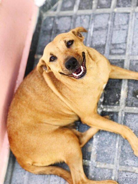 Photo high angle portrait of dog relaxing outdoors