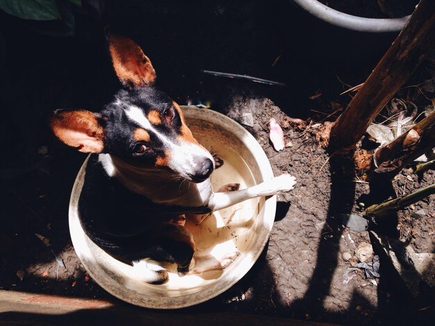 Foto ritratto ad alto angolo di un cane che riposa in un contenitore sul campo