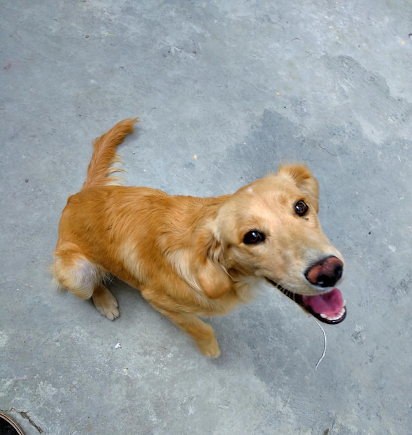 歩道に座っている犬の高角度の肖像画
