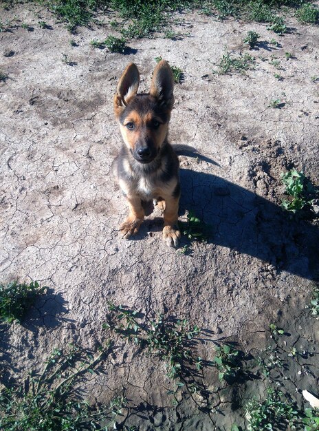 Foto ritratto ad alto angolo di un cane seduto a terra