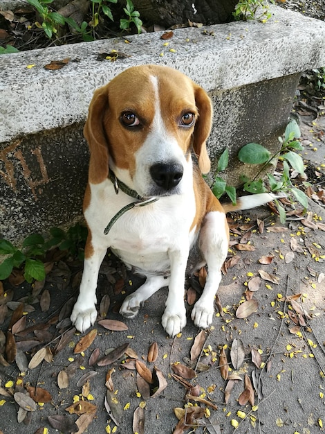 Foto ritratto ad alto angolo di un cane seduto all'aperto