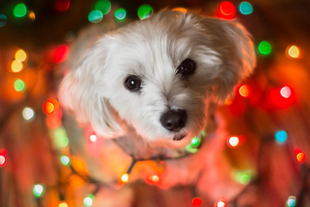 照らされたライトに照らされて立っている犬の高角度の肖像画