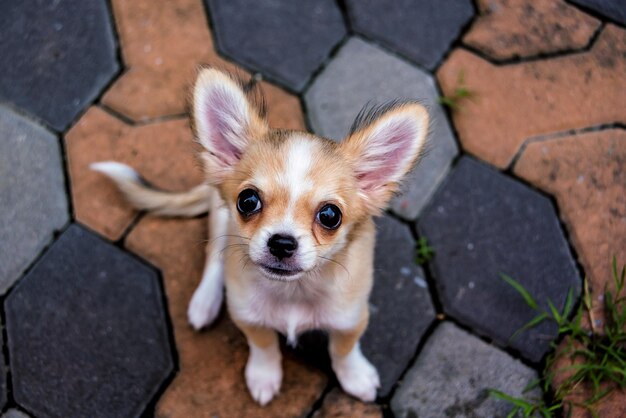 Photo high angle portrait of dog standing on footpath