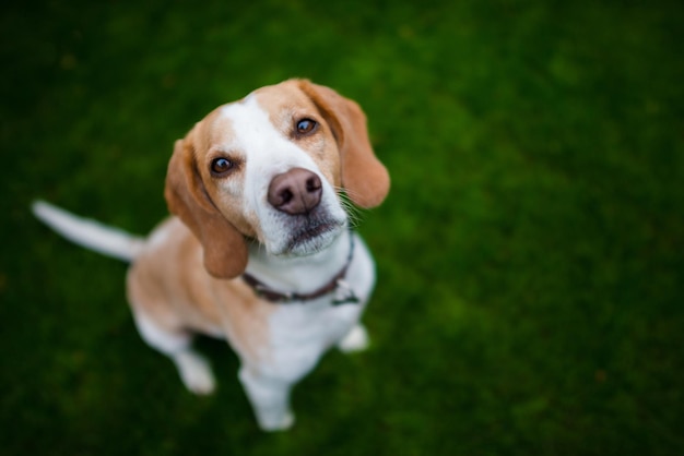 草原に立っている犬の高角度の肖像画