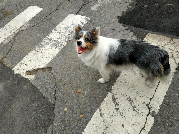 High angle portrait of dog on street