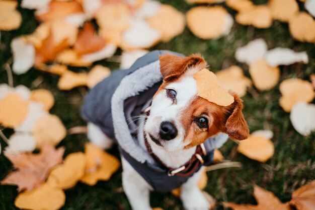 Photo high angle portrait of dog