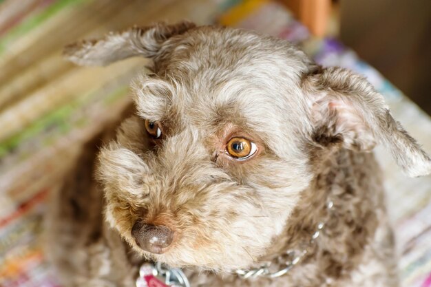 Photo high angle portrait of dog