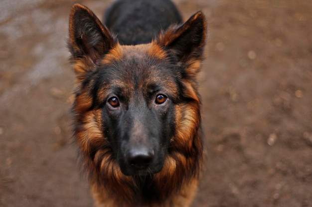 Photo high angle portrait of a dog