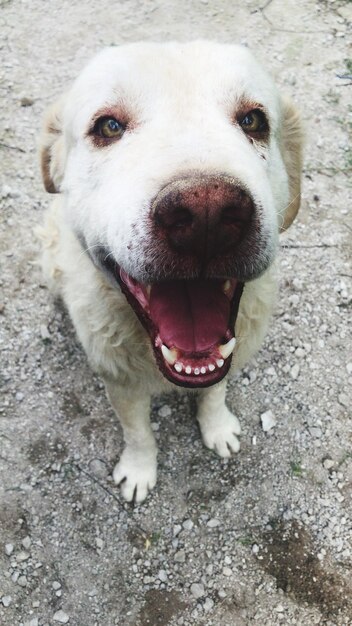 High angle portrait of dog