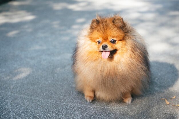 Foto ritratto ad alto angolo di un cane