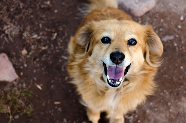高角度の犬の肖像画