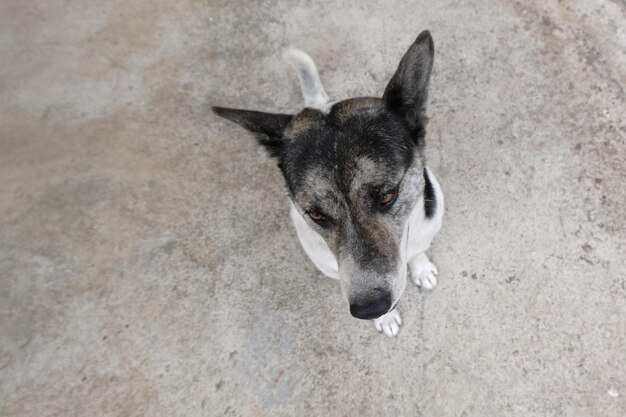 High angle portrait of a dog