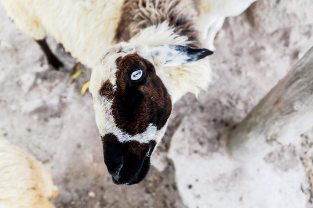 Foto ritratto ad alto angolo di un cavallo