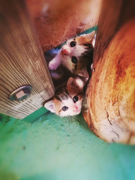 Photo high angle portrait of kittens amidst wood