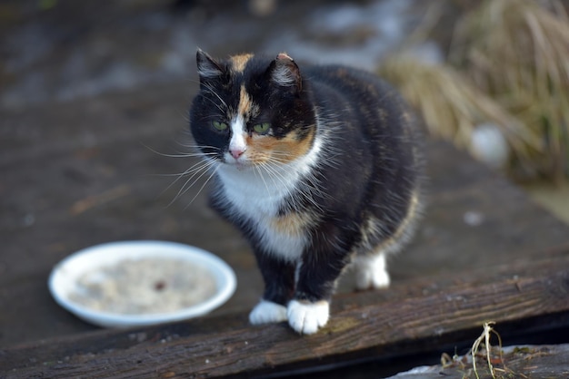 写真 高角度の猫の肖像画