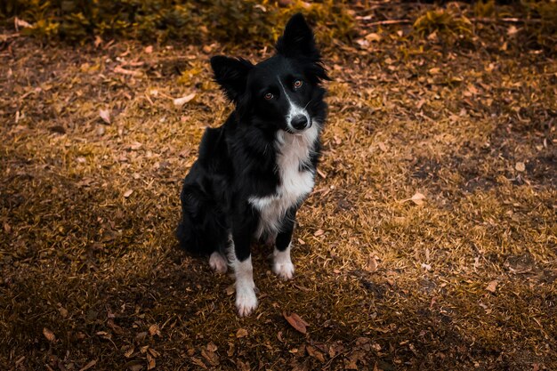 Фото Высокоугольный портрет бегущей собаки