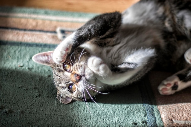 Фото Высокоугольный портрет расслабляющейся кошки