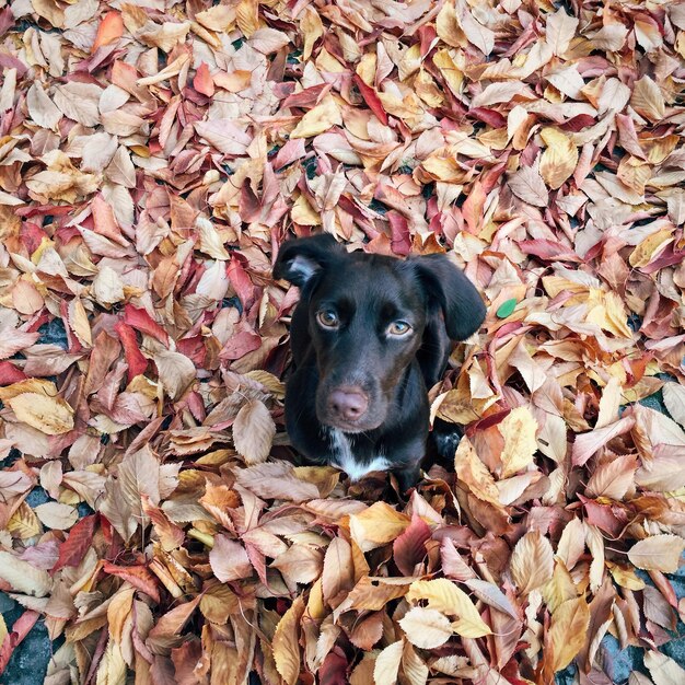 写真 フィールド上の犬の高角度の肖像画