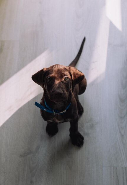 写真 床でリラックスしている犬の高角度の肖像画