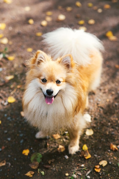 写真 フィールドに立っている犬の高角度の肖像画