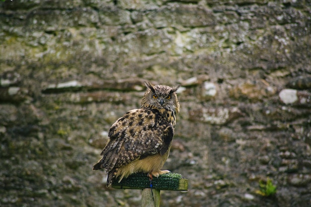 High angle portrait of owl perching outdoors