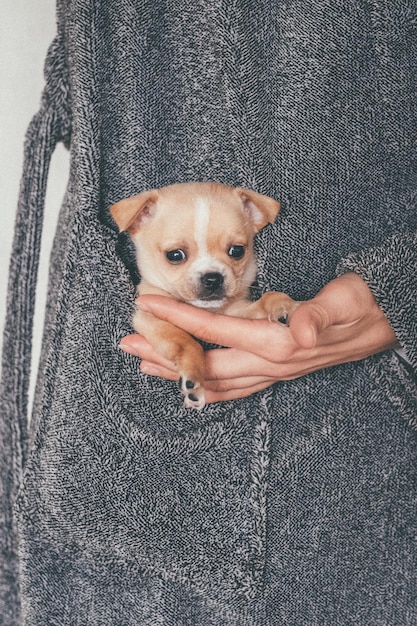 Photo high angle portrait of a puppy dog in a pocket