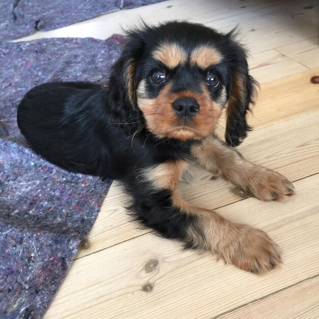 Photo high angle portrait of puppy sitting on hardwood floor