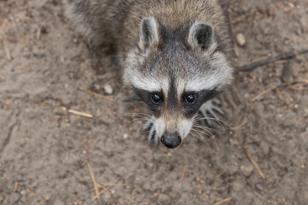 High angle portrait of raccoon on field