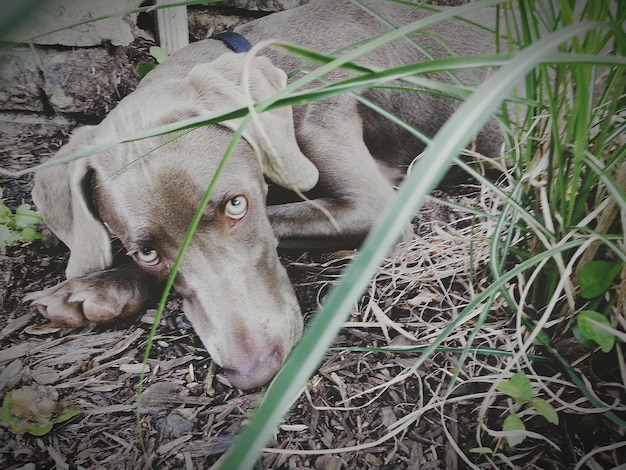 写真 野原でリラックスしている犬の高角度の肖像画