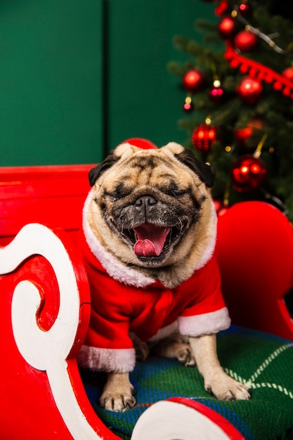 High angle santa dog with tongue out