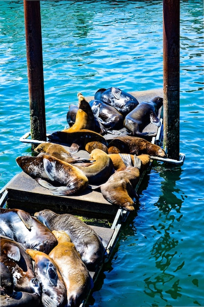 High angle of sea lions relaxing on dock