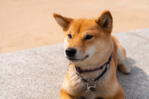 High angle shiba inu dog laying outdoors