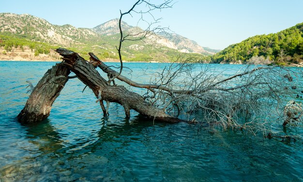 Un'inquadratura dall'alto di un tronco d'albero rotto sulla superficie di un lago d'acqua calmo e di colore blu chiaro con un bellissimo sfondo di montagna