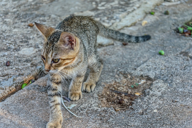 High angle shot of a cute kitten on the street