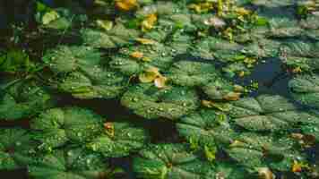 Photo high angle shot of floating pennyworts with raindrops on them under the sunlight