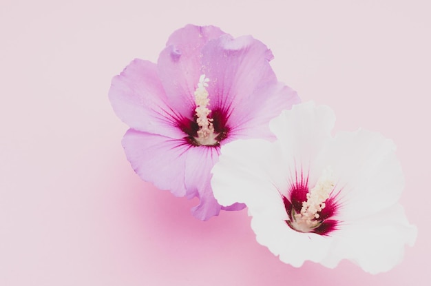 High angle shot of hibiscus flowers in a pink surface