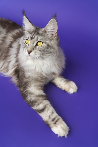青い背景に横たわって目をそらした黄色の目をした長髪メインクーン猫のハイアングルショット