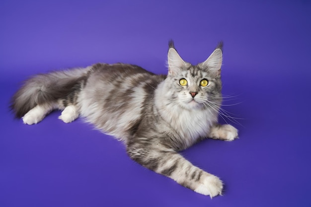 High angle shot of Maine Coon Cat black silver classic tabby white color lying down blue background