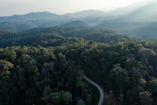 High angle tropical forest and road into the forestbanana forest