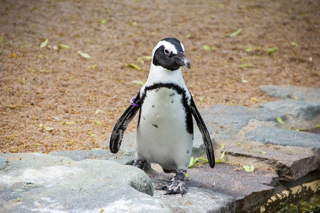 アフリカのペンギンが岩の上を眺めている