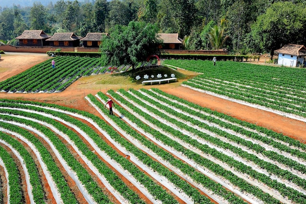 Foto vista ad alto angolo del campo agricolo