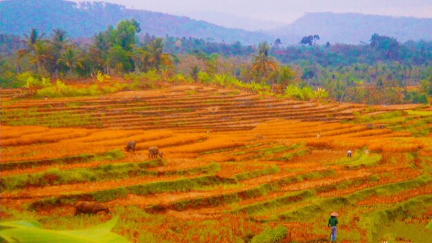 High angle view of agricultural field