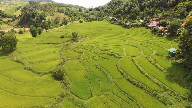 High angle view of agricultural field