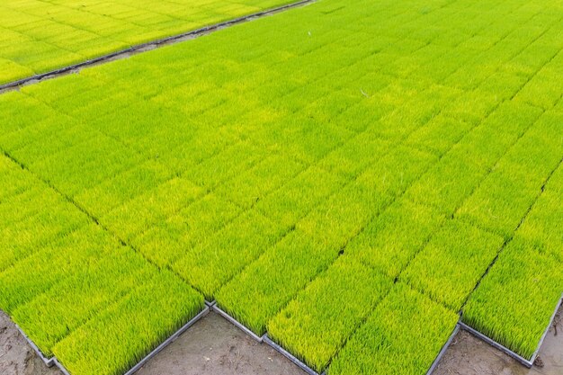 High angle view of agricultural field