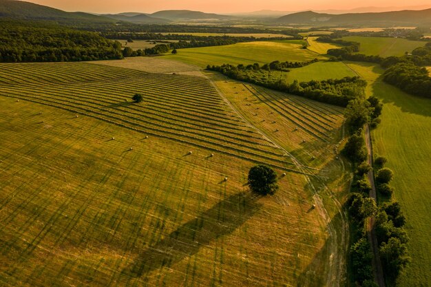 High angle view of agricultural field