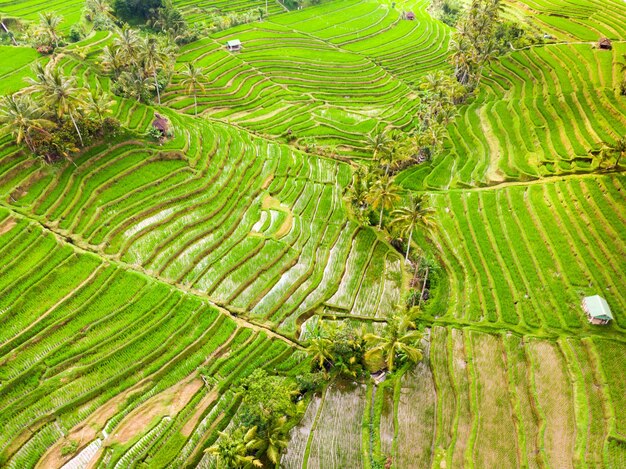 Foto vista ad alto angolo del campo agricolo