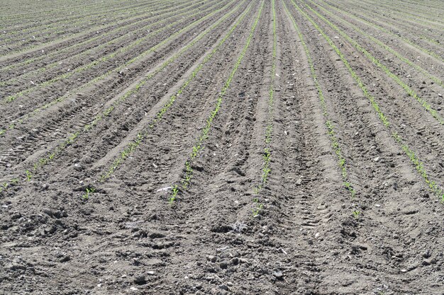 Photo high angle view of agricultural field