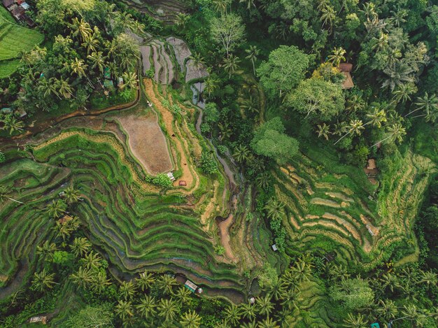 Foto vista ad alto angolo del campo agricolo