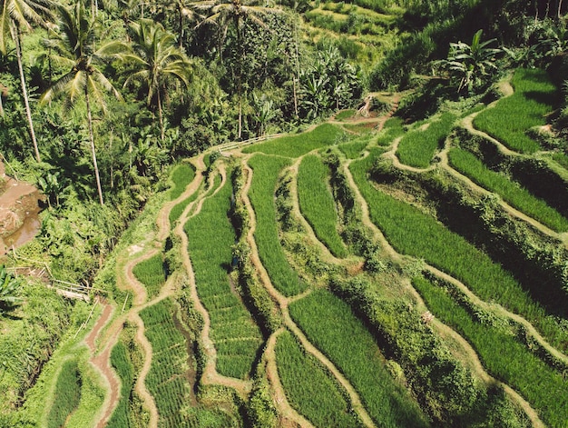 Foto vista ad alto angolo del campo agricolo